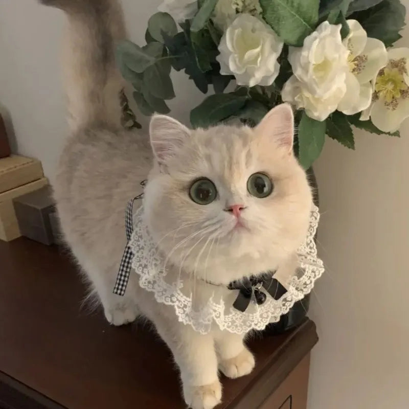 The Pearl & Silk Ribbon Collar