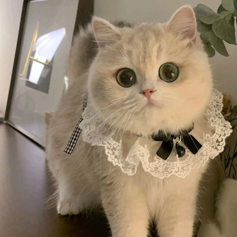 The Pearl & Silk Ribbon Collar